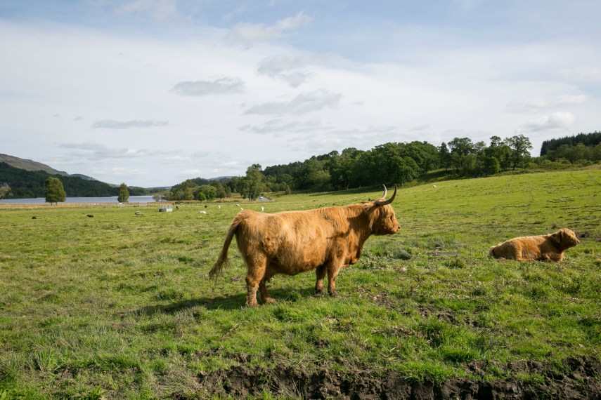 hairy-coos-in-highlands