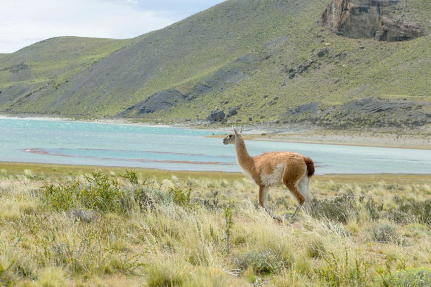 guanacos-lake